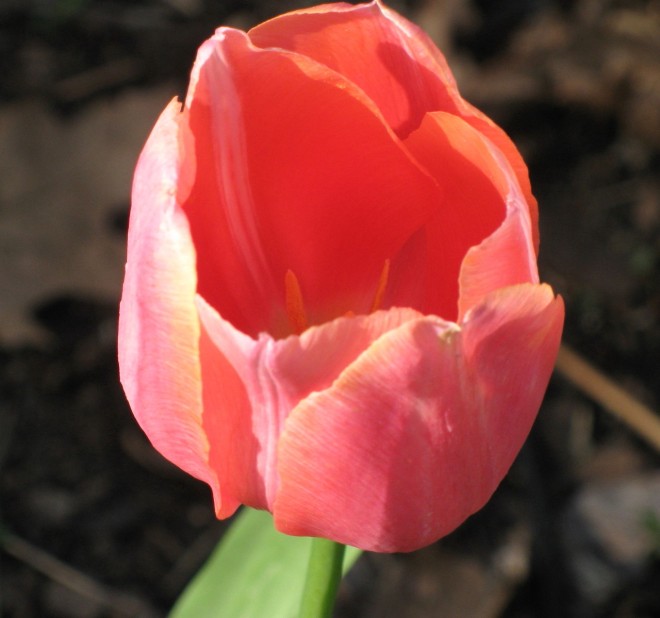 My MacKenzie Tulip