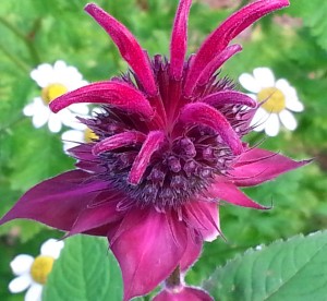 bee balm 1 trimmed
