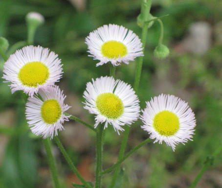 FlowersTinyyellow and white