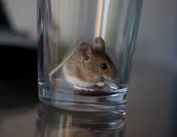 mouse in glass